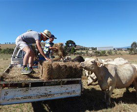 Bathurst Farm Experience - ACT Tourism 5