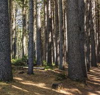 Sugarpine Walk - ACT Tourism