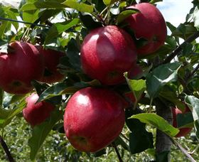 Wilgro Orchards - ACT Tourism 3