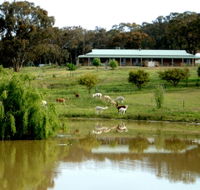 Clearview Alpacas - ACT Tourism