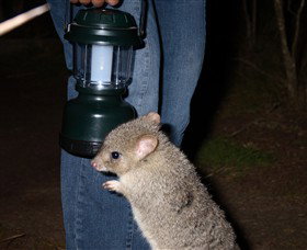Moonlit Sanctuary Wildlife Conservation Park - ACT Tourism 1
