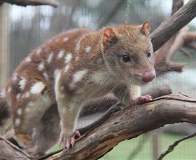 Moonlit Sanctuary Wildlife Conservation Park - ACT Tourism 2