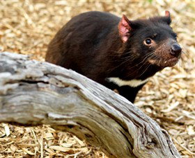 Moonlit Sanctuary Wildlife Conservation Park - ACT Tourism 4