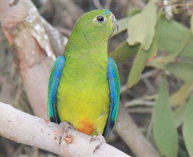 Moonlit Sanctuary Wildlife Conservation Park - ACT Tourism 3