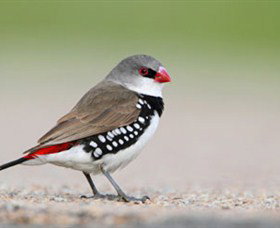 Capertee Valley Bird Trail - ACT Tourism 1