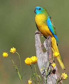 Capertee Valley Bird Trail - ACT Tourism 5