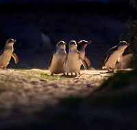 Phillip Island Nature Parks - ACT Tourism