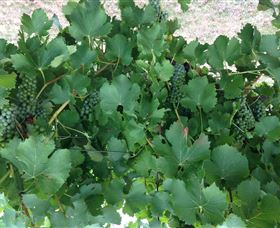 Jeir Creek Wines - ACT Tourism 2