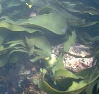 Churchill Island Marine National Park - ACT Tourism