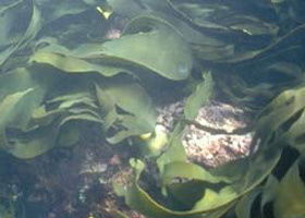 Churchill Island Marine National Park - ACT Tourism 0