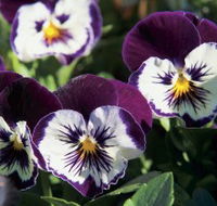 Newtown Park State Rose Garden - ACT Tourism