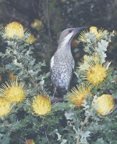 Dryandra Woodland - ACT Tourism 1