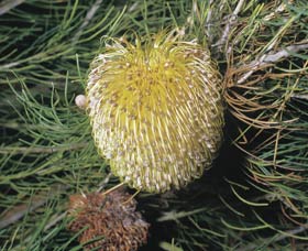 Dryandra Woodland - ACT Tourism 3