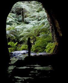 Glow Worm Tunnel - ACT Tourism 2