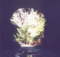 Glow Worm Tunnel - ACT Tourism