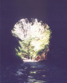 Glow Worm Tunnel - ACT Tourism 0