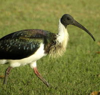 Toowoomba Water Bird Habitat - ACT Tourism