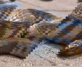 Canberra Reptile Zoo - ACT Tourism 1