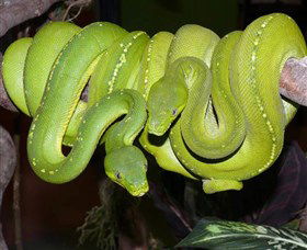 Canberra Reptile Zoo - ACT Tourism 2