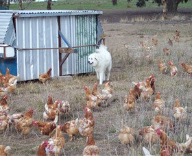 Northside Farmers Market - ACT Tourism 1