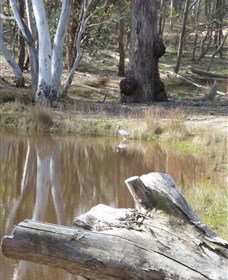Mulligans Flat - ACT Tourism 0
