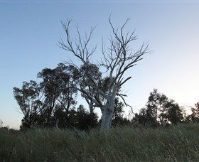Cooleman Ridge - ACT Tourism 1