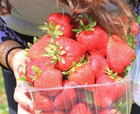 Mia Cucina Walking Food Tours - ACT Tourism 5