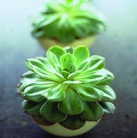 Crossroads Homemaker Centre - ACT Tourism 1