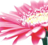 Burwood Plaza - ACT Tourism