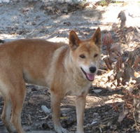 Cohunu Koala Park - ACT Tourism