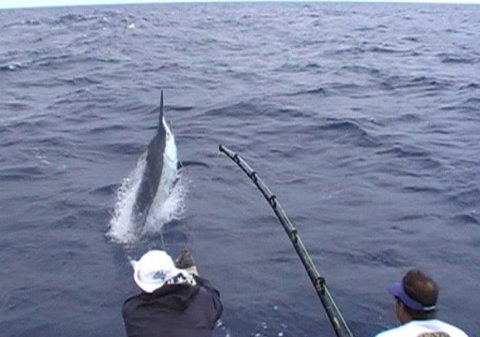 Amokura Charters - ACT Tourism 0