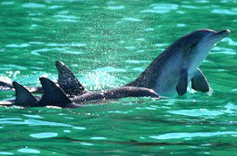 Sydney Weekend Adventures - ACT Tourism 1
