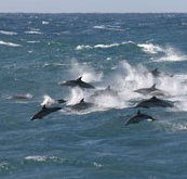 Tamboi Queen Cruises - ACT Tourism