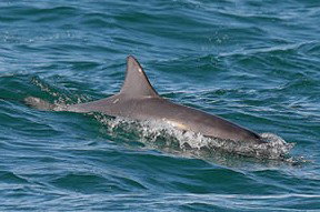 Byron Bay Dolphin Wildlife Tours - ACT Tourism 0