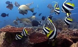 Byron Bay Dolphin Wildlife Tours - ACT Tourism 3