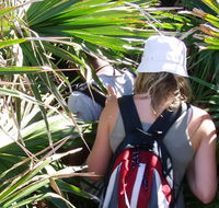 Palm Jungle loop track - ACT Tourism