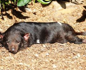 Symbio Wildlife Park - ACT Tourism 0