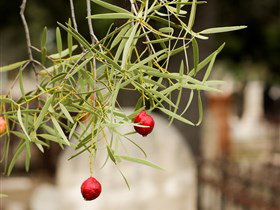 West Terrace Cemetery - ACT Tourism 3