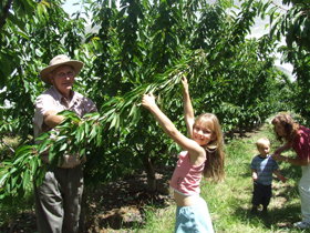 Forest Range Cherries - ACT Tourism 0
