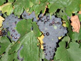 Grancari - ACT Tourism 2