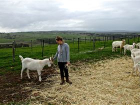 Kangarilla Creamery - ACT Tourism 2