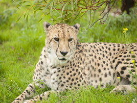 Monarto Open Range Zoo - ACT Tourism 3