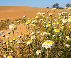 Perry Sandhills - ACT Tourism 1