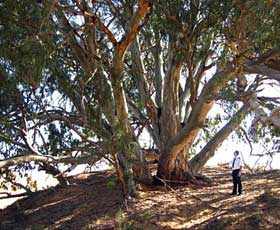Perry Sandhills - ACT Tourism 2