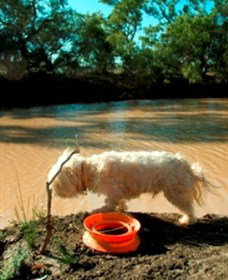 Charleville - 27 Mile Warrego River Fishing Spot - ACT Tourism 0