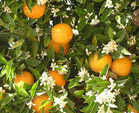 Orange World - ACT Tourism 2