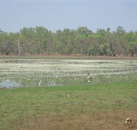 Leaning Tree Lagoon Nature Park - ACT Tourism