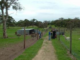 Avenue Emus - ACT Tourism 0