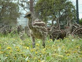 Avenue Emus - ACT Tourism 1