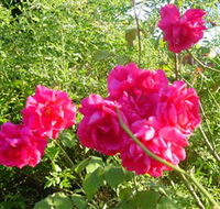 Bishop's Lodge Historic House and Heritage Rose Garden - ACT Tourism
